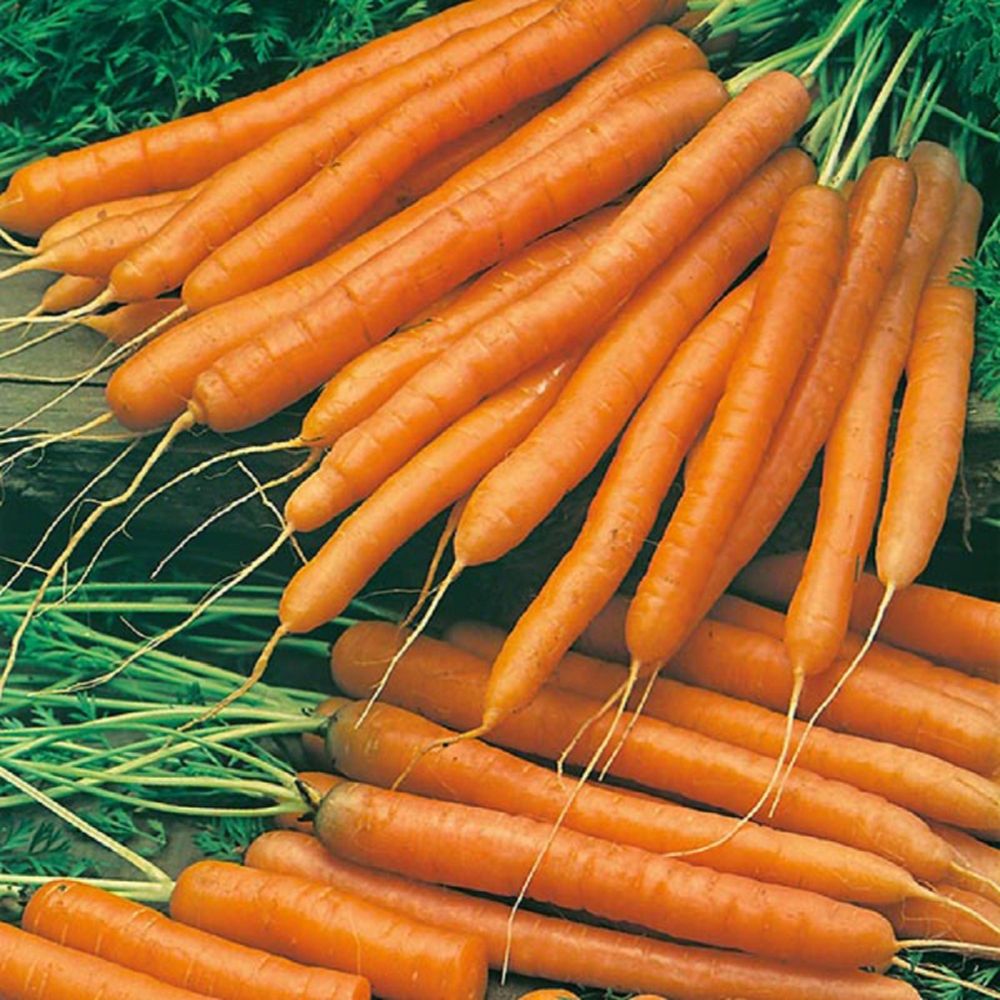Carrot Amsterdam 2 (solo)
